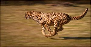 Cheetahrunning